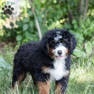 Sunny, Bernedoodle Puppy